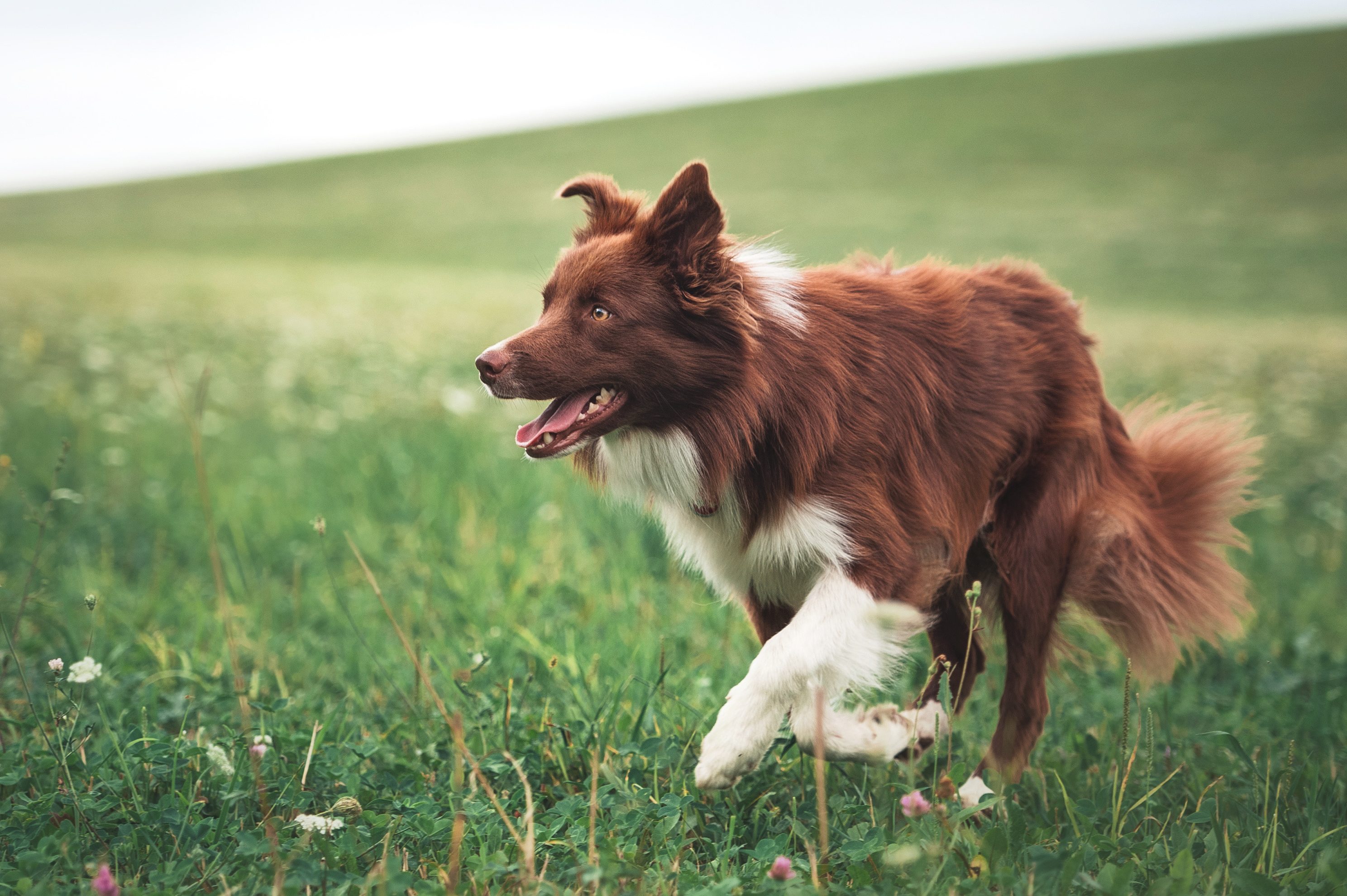 Hundetraining zu Hause
