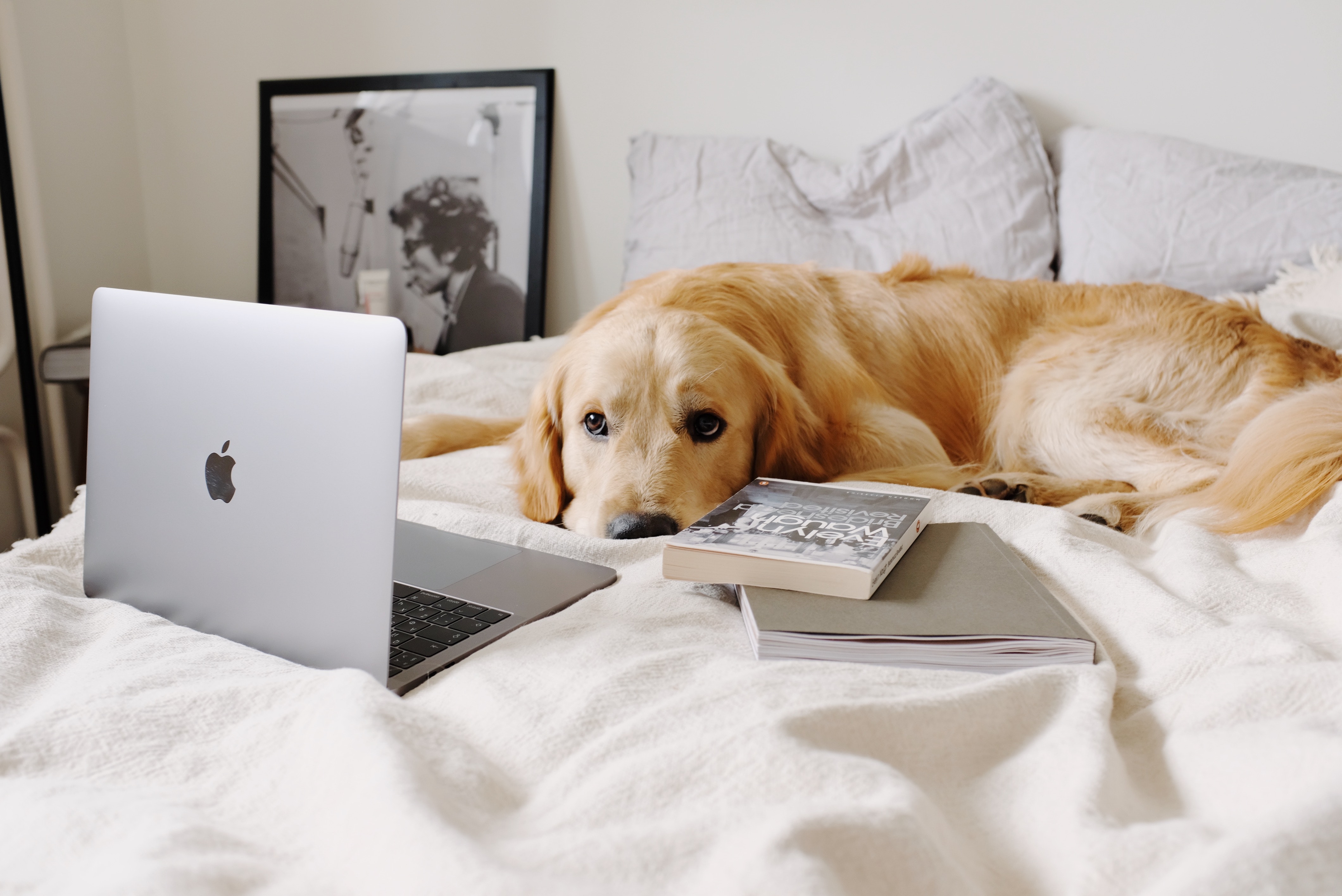Webinare über Hunde