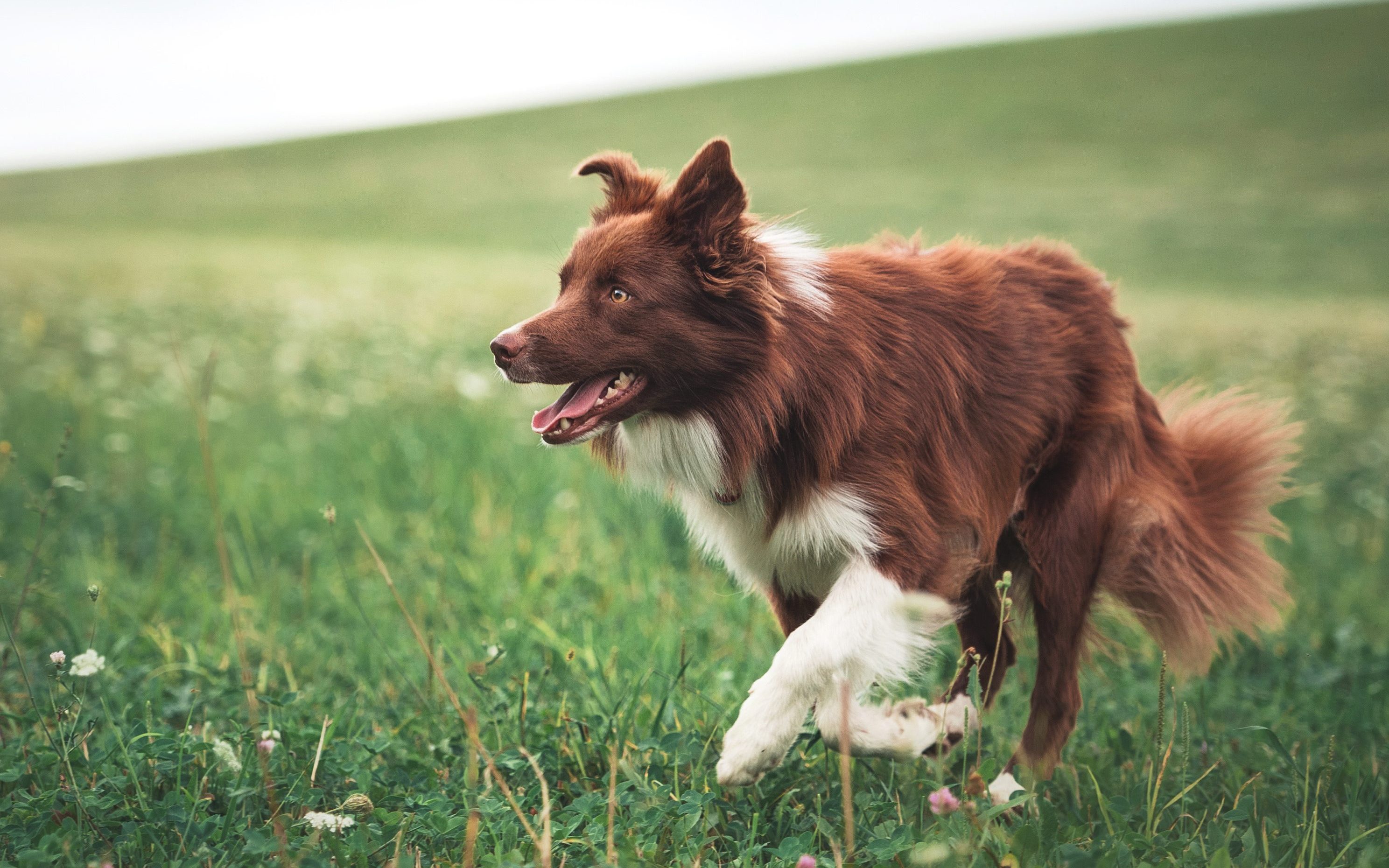 Hundetraining zuhause