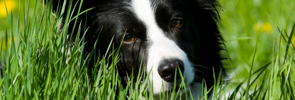 Hilfe, mein Hund frisst Gras!?