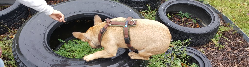 schnüffelnder Hund Freiraum für Mensch und Hund