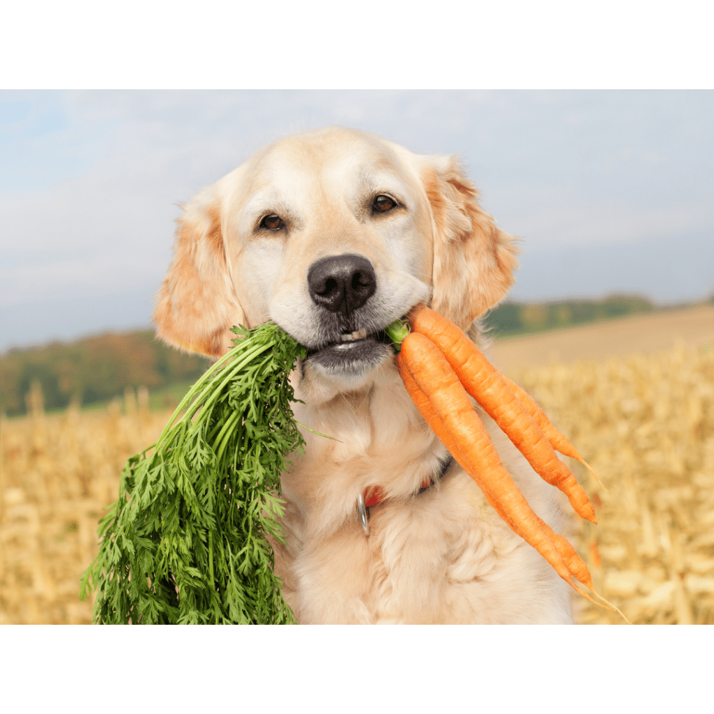 Ernährungsberatung für Hunde