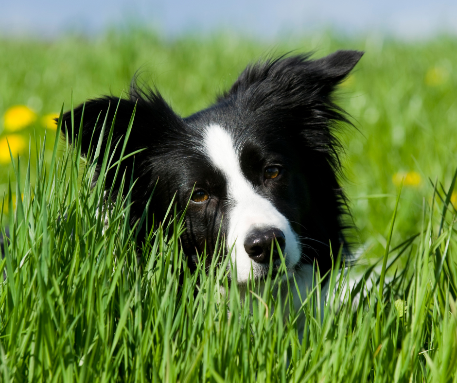 mein Hund frisst Gras