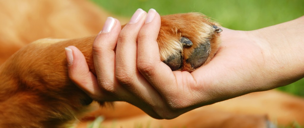 Hundebegegnung Pfote Freiraum für Mensch und Hund