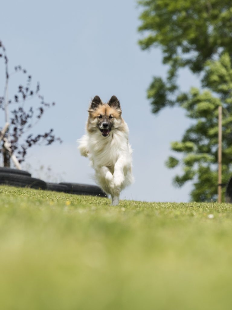 Hundeverhaltensberatung